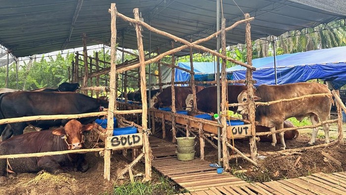 Penjualan hewan kurban di Palembang