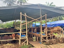 Penjualan Hewan Kurban di Palembang Melonjak Jelang H-2 Idul Adha 1447 H