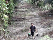 Harga Sawit Anjlok, Petani di Riau: Pupuk Naik, Harga Jatuh