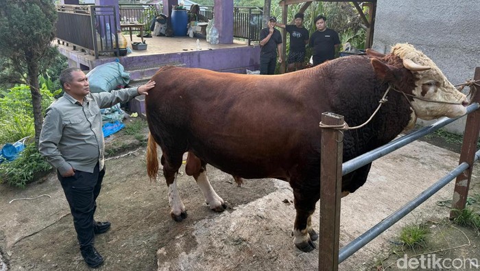 Sapi bantuan Presiden Prabowo Subianto di Kabupaten Bandung.