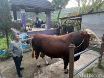 Sapi Kurban Prabowo Seberat 1,25 Ton Disembelih di RPH Ciroyom Bandung
