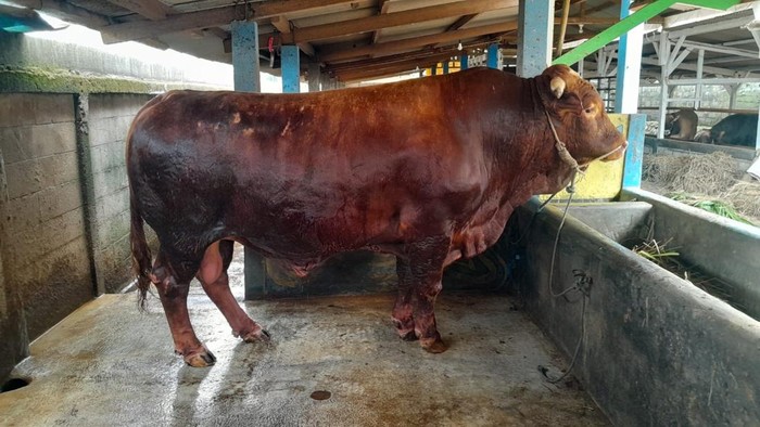 Sapi kurban Presiden Prabowo jenis Simental milik peternak warga Desa Pernasidi, Kecamatan Cilongok, Kabupaten Banyumas. Foto diunggah Senin (25/5/2026).