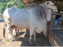 Sapi Kurban Prabowo Seberat 1 Ton Segera Tiba di Masjid Al Akbar Surabaya
