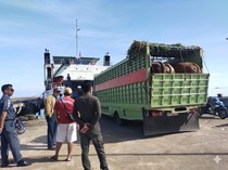 4.020 Sapi-Kambing Kurban Dikirim dari Parepare ke Kalimantan Jelang Idul Adha
