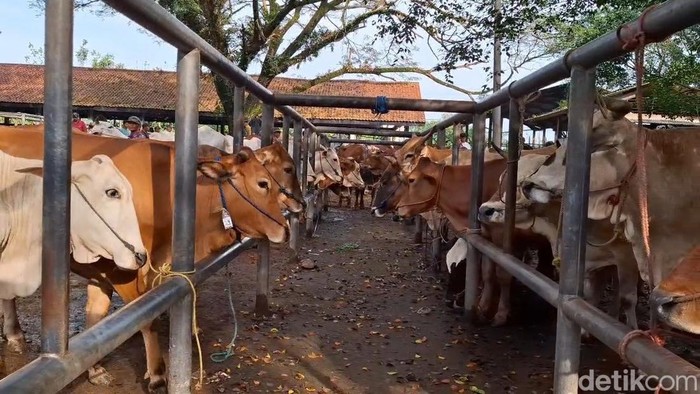 Suasana Pasar sapi Ingon-ingon Purwakarta