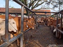 Jelang Idul Adha, Harga Sapi Kurban di Purwakarta Melonjak