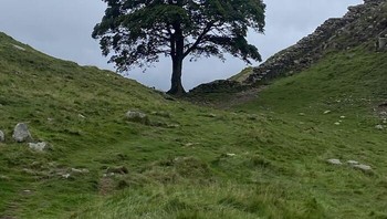 Foto Sycamore Gap yang diambil seorang warganet seminggu sebelum pohon itu ditebang. Foto: Bored Panda