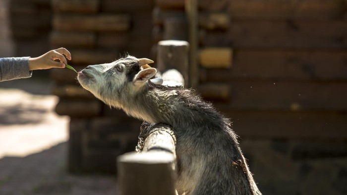 feeding goat