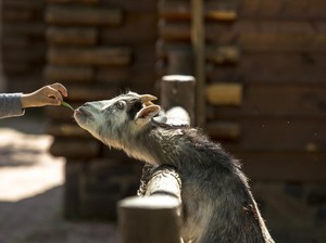 Sering Kasih Makan Hewan Kurban sebelum Dipotong? Ternyata Berdampak ke Keamanan Pangan