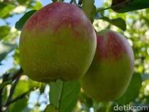 Varietas Analagi Diharap Mampu Selamatkan Buah yang Jadi Ikon Kota Batu