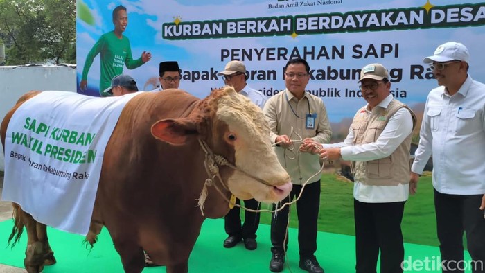 Baznas menerima sapi dari Wapres Gibran dengan bobot 916 kg, Selasa (26/5/2026).