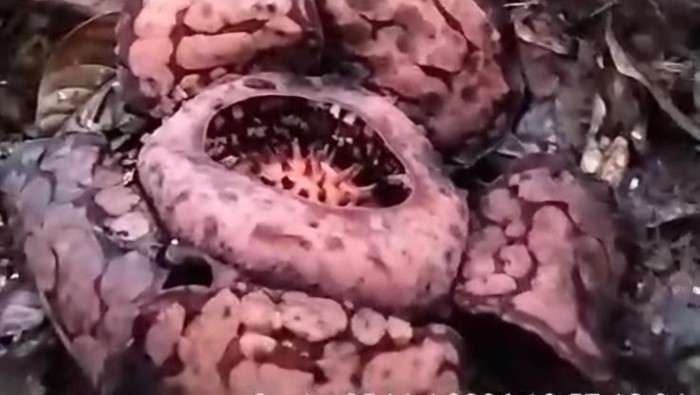 Bunga Rafflesia Hasseltii ditemukan mekar sempurna di Muratara