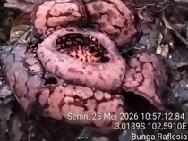 Bunga Rafflesia Hasseltii Mekar Sempurna Ditemukan di Hutan Muratara
