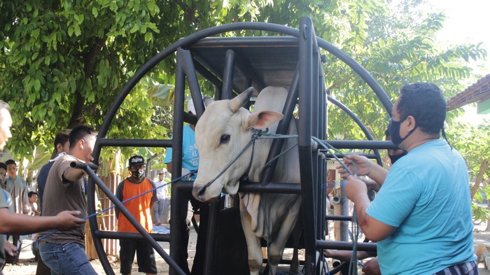 Dosen Fakultas Peternakan UGM dan timnya mengembangkan alat perebah sapi (restraining box) yang efektif untuk proses penyembelihan hewan kurban.