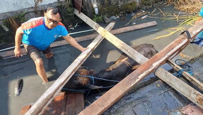 Evakuasi sapi dari sungai di Surabaya