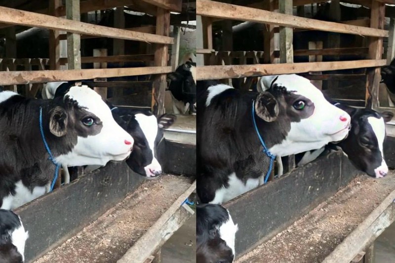 Kali ini ada sapi dari Boyolali yang dijuluki 'good looking'. Bahkan, dia disebut sebagai 'kembang kandang' oleh warganet. Sapi ini bernama Gembul dan dimiliki oleh Andi Riyanto, pemuda asal Dukuh Kadirejo, Desa Sumur, Kecamatan Musuk, Boyolali.