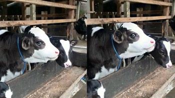 Kali ini ada sapi dari Boyolali yang dijuluki good looking. Bahkan, dia disebut sebagai kembang kandang oleh warganet. Sapi jantan ini bernama Gembul dan dimiliki oleh Andi Riyanto, pemuda asal Dukuh Kadirejo, Desa Sumur, Kecamatan Musuk, Boyolali. Foto: Instagram/blantikmuda.com