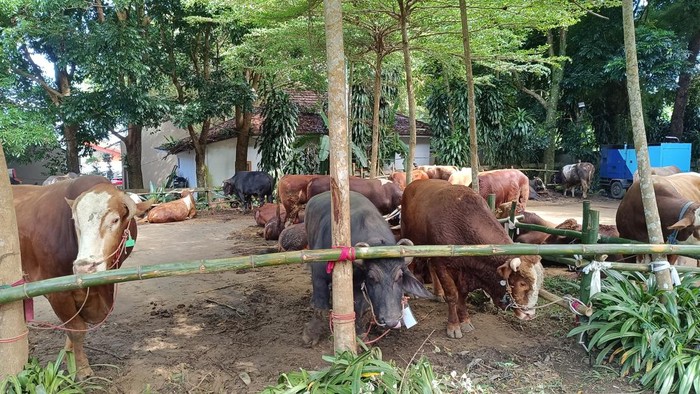 Hewan kurban dari Prabowo untuk warga Hambalang (Rizky/detikcom)