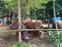 Catat! Batas Waktu Penyembelihan Hewan Kurban Idul Adha 2026