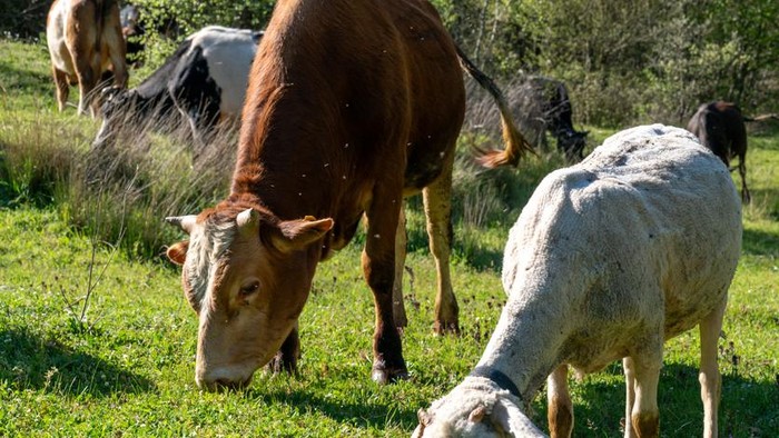 Herd of cows grazing freely on a lush green meadow in the countryside during the spring season. Peaceful rural landscape symbolizing traditional livestock farming, agriculture, and preparations for Eid al-Adha (Kurban Bayramı). Natural village life 