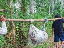 Nenek yang Hilang di Empat Lawang Ditemukan Tewas dalam Karung