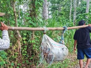 Nenek yang Hilang di Empat Lawang Ditemukan Tewas dalam Karung