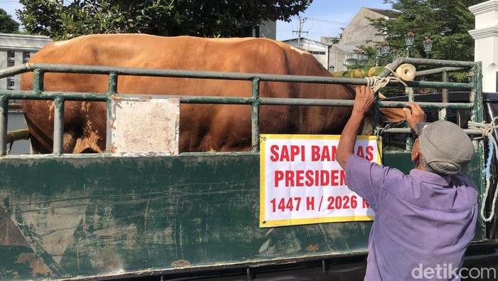 Salah satu sapi kurban Presiden Prabowo yang diserahkan untuk Provinsi DIY dibeli dari peternakan di Sleman.

