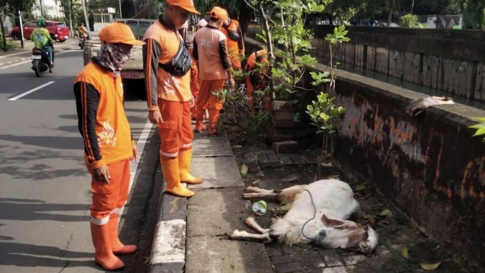 Kambing mati di atas trotoar Cempaka Putih