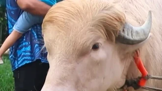 Tak Jadi Disembelih, Kerbau Albino 'Donald Trump' Akhirnya Masuk Kebun Binatang