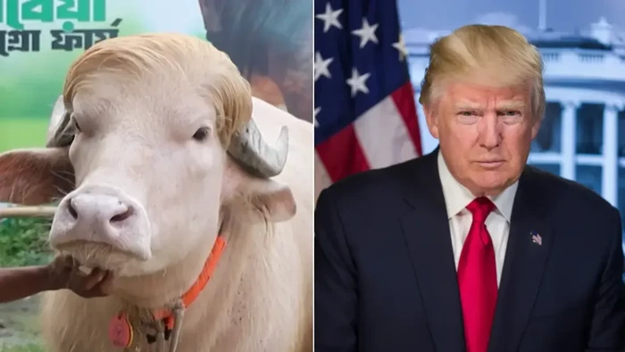 Kerbau albino mirip Donald Trump viral di Bangladesh menjelang Idul Adha (Foto: AFP)