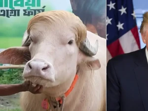 Unik! Kerbau Pirang Mirip Donald Trump Jadi Seleb Jelang Idul Adha