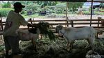 Lahan Pemakaman Disulap Jadi Lapak Jualan Hewan Kurban