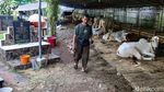 Lahan Pemakaman Disulap Jadi Lapak Jualan Hewan Kurban