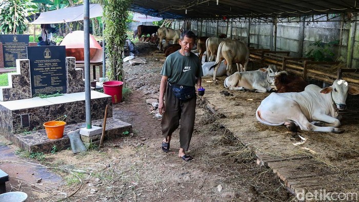 Pedagang memberikan pakan kepada kambing yang dijual di dekat area makam kawasan Tanah Kusir, Jakarta, Senin (26/5/2026).

Mendekati Iduladha 1447 Hijriah, lapak penjualan hewan kurban di kawasan tersebut sibuk mengirim hewan kurban ke berbagai daerah.