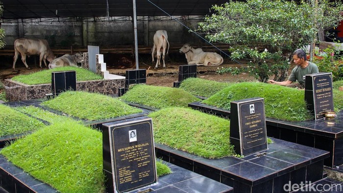 Pedagang memberikan pakan kepada kambing yang dijual di dekat area makam kawasan Tanah Kusir, Jakarta, Senin (26/5/2026).

Mendekati Iduladha 1447 Hijriah, lapak penjualan hewan kurban di kawasan tersebut sibuk mengirim hewan kurban ke berbagai daerah.