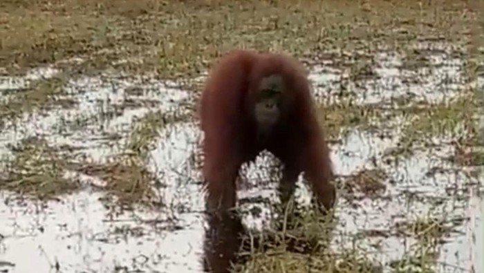 Orangutan masuk ke area persawahan Desa Podorukun, Kecamatan Seponti, Kabupaten Kayong Utara. (Istimewa)