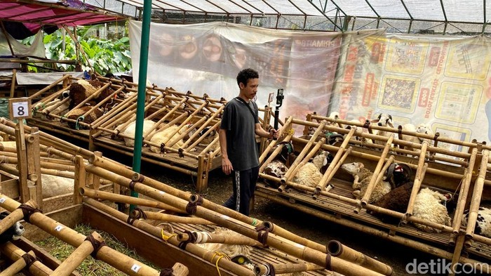 Penjual domba di Bandung live streaming untuk tingkatkan penjualan.