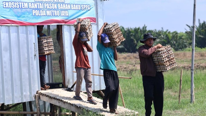 Polda Metro Jaya memanen 3.000 butir telur dari peternakan ayam di kawasan Tambak Kampung Bagedor, Muara Gembong, Kabupaten Bekasi. (dok istimewa)
