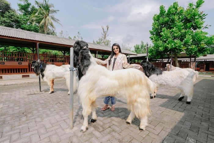 Pose artis dengan hewan kurban Pose artis dengan hewan kurban