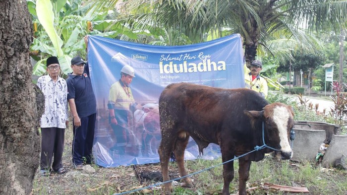 PT BSI salurkan hewan kurban untuk masyarakat jelang Idul Adha