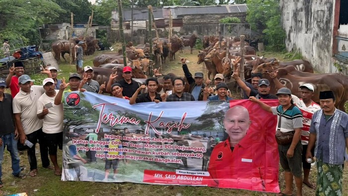 Sapi dari PDIP Jatim yang akan dibagikan ke ponpes dan kampung-kampung.