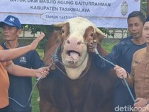 Sapi Jumbo Prabowo yang Siap Bahagiakan Warga Tasik di Idul Adha
