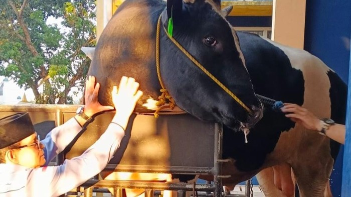 Sapi kurban 1,1 ton dari Kapolda Sumsel untuk warga Lubuklinggau