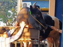 Kapolda Sumsel Kurban Sapi 1,1 Ton Jenis Simental di Lubuklinggau