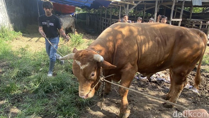Sapi bantuan Presiden Prabowo untuk warga Parepare diberi nama Bojes.