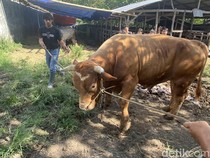 Sapi Kurban Presiden Prabowo Seberat 833 Kg di Parepare dari Peternak Bone