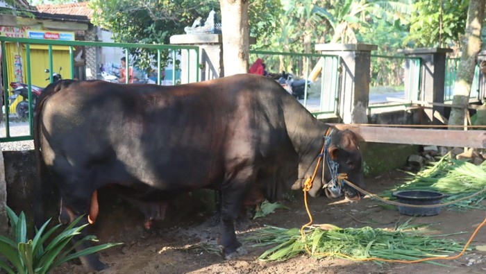 Sapi kurban bantuan dari Presiden RI Prabowo Subianto di Masjid Al Ikhlas Desa Kawengan, Kecamatan Jepon, Blora.