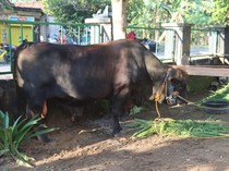 Prabowo Kurban Sapi Limousin di Blora, Bobotnya 1,1 Ton