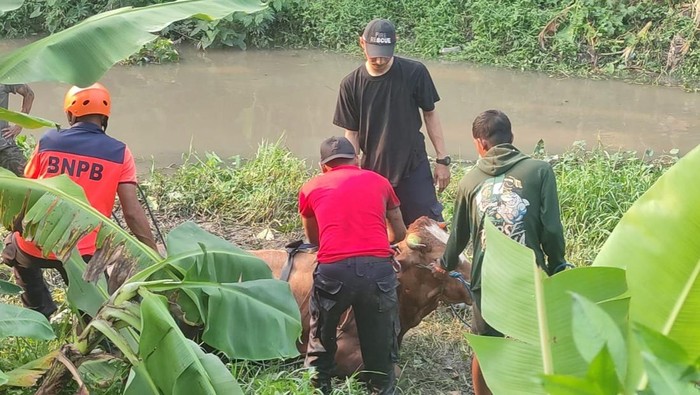 Evakuasi sapi kurban di Buduran Sidaorjo kabur dan tercebur sungai