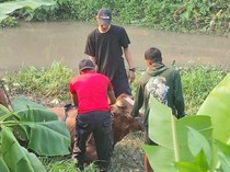 Sapi Kurban Seberat 700 kg di Buduran Sidoarjo Kabur lalu Tecebur Sungai